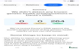 Akita dogs for stud: American akita proven stud  - Image 24