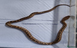 Python Snake reptiles for sale: Spotted Pythons Het Granite  - Image 5