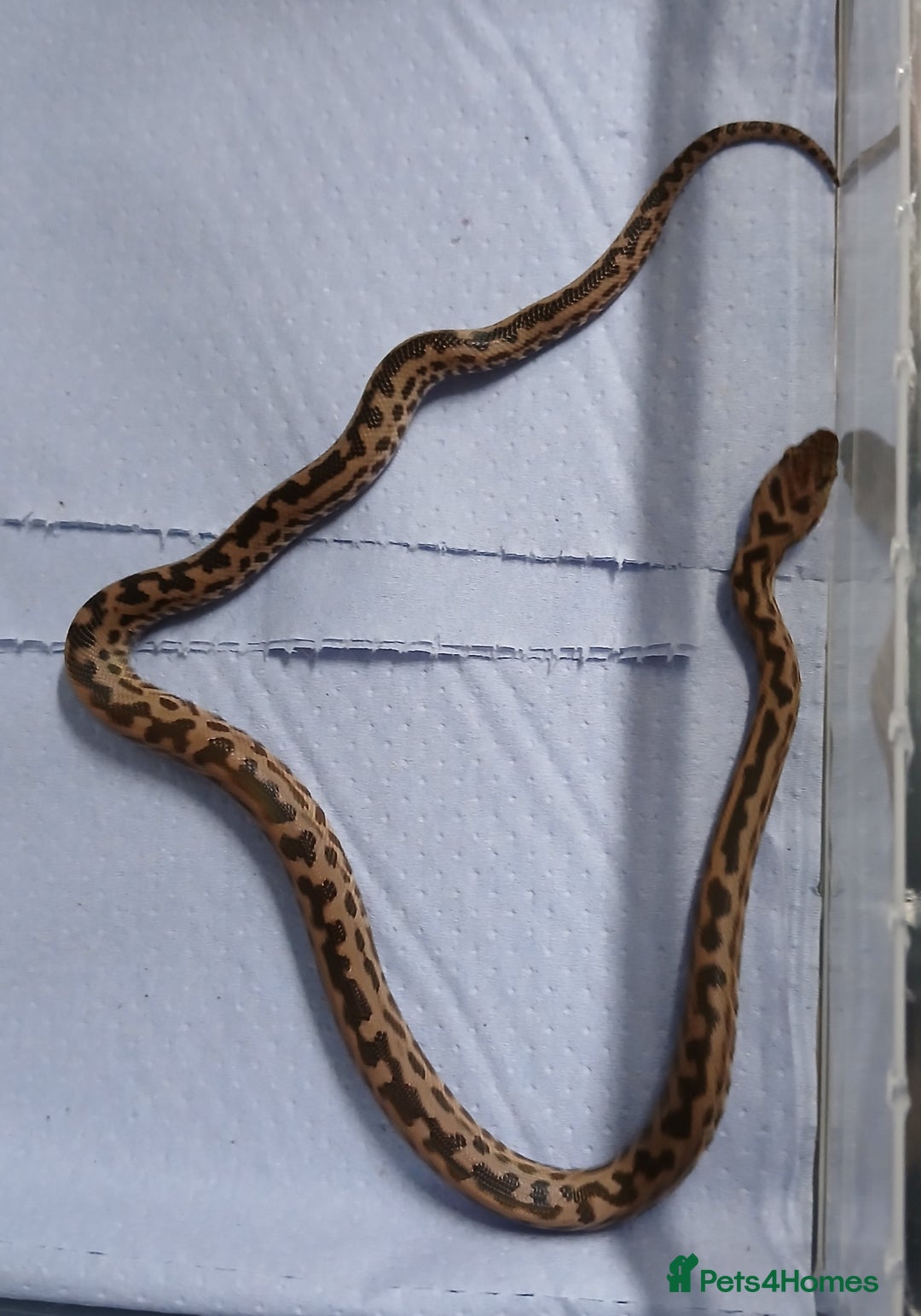 Python Snake reptiles for sale: Spotted Pythons Het Granite  - Image 5