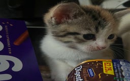 Mixed Breed cats for sale: 3 little kittens  - Image 6