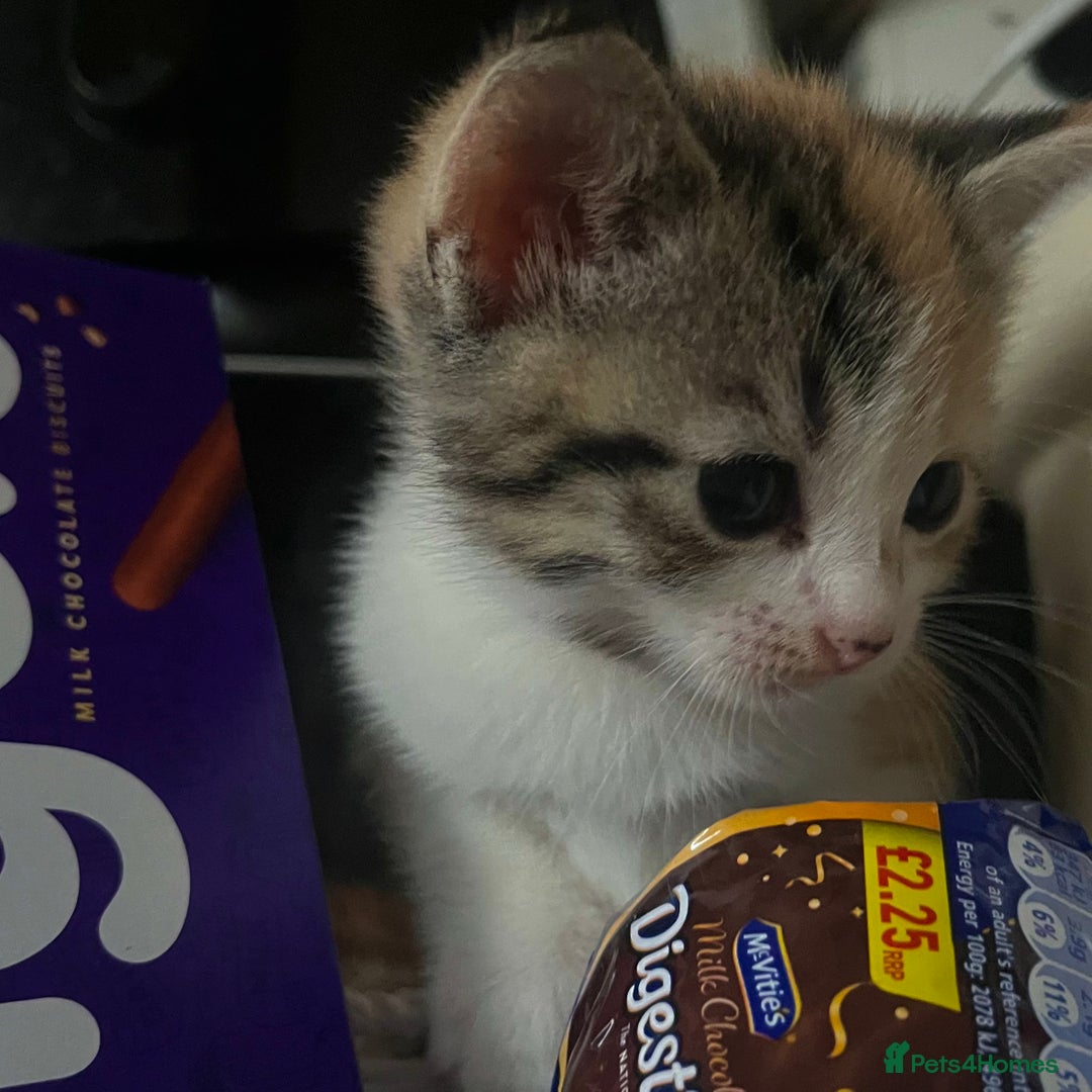 Mixed Breed cats for sale: 3 little kittens  - Image 6