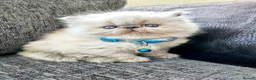 Persian cats for sale: Stunning Persian Kittens  - Advert 1