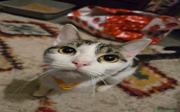 Mixed Breed cats for sale: Black / Tabby and White kittens - Image 5