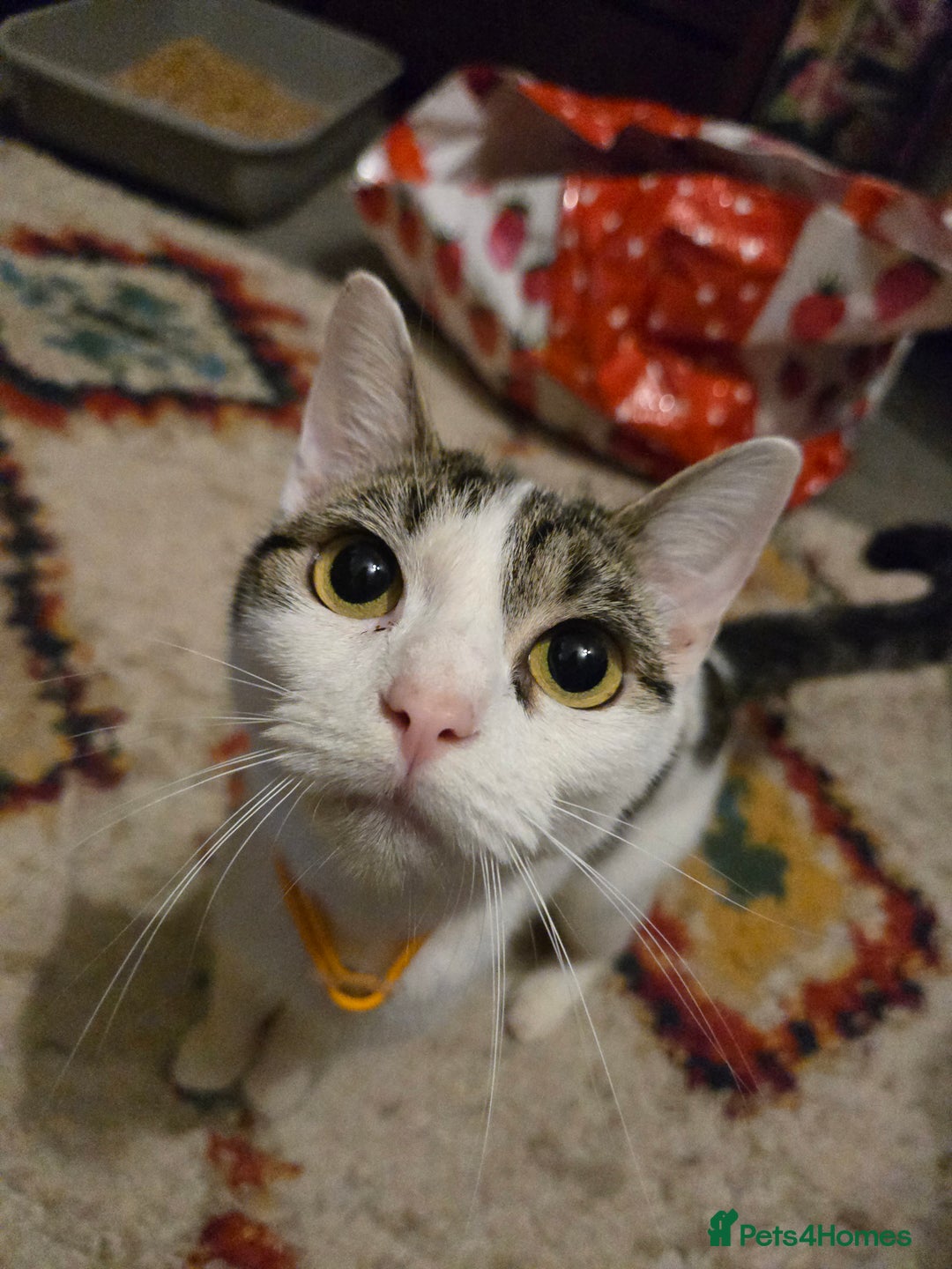 Mixed Breed cats for sale: Black / Tabby and White kittens - Image 5