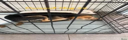 Mixed Breed dogs for adoption: Coconut, 6-7 months old. Available for adoption. - Advert 5