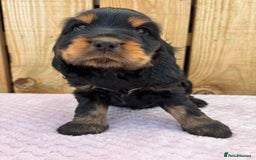 Cocker Spaniel dogs for sale: 1 male left! Top quality 100% show lines  - Image 17