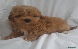 Maltipoo dogs for sale: Maltipoo puppies 5🌟licence breeder  - Image 6
