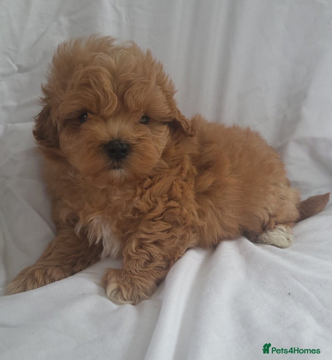 Maltipoo dogs for sale: Maltipoo puppies 5🌟licence breeder  - Image 6