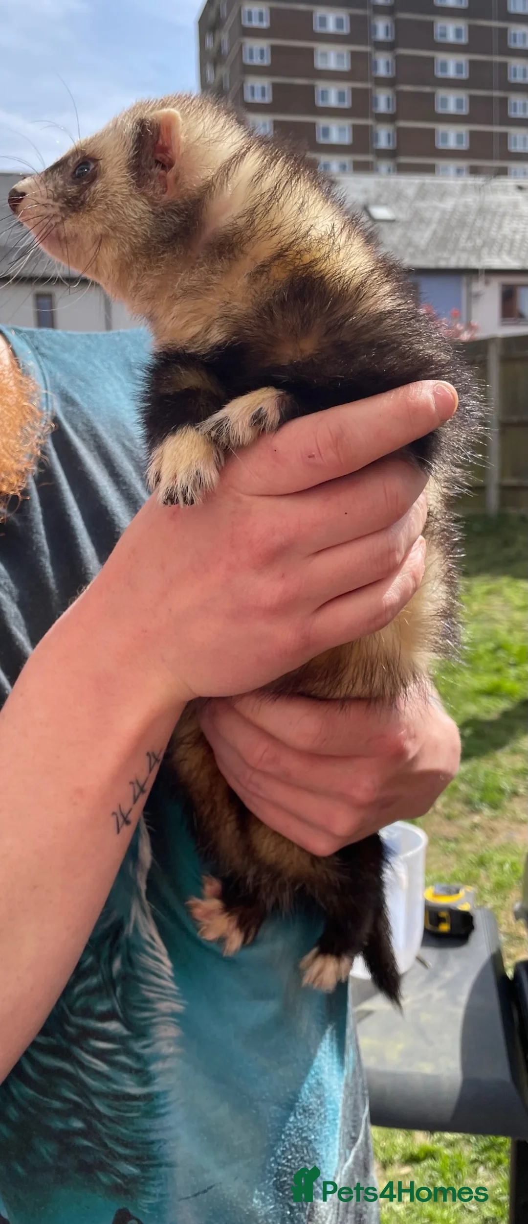Ferret rodents for sale: Male Ferret - Rocket  - Advert 7