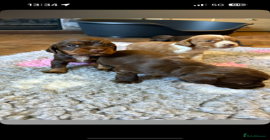 Cocker Spaniel dogs - Advert 11