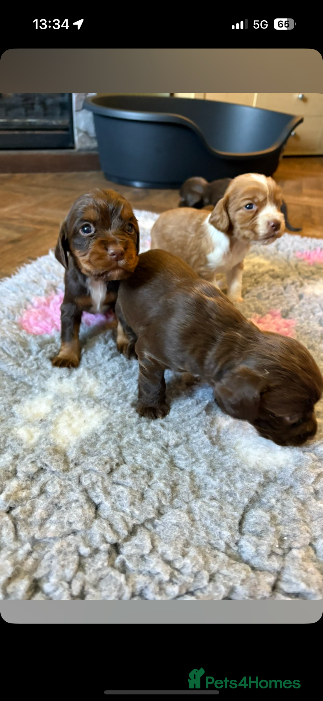 Cocker Spaniel dogs for sale: Kc registered Cocker Spaniel  - Image 6