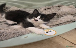 Mixed Breed cats for sale: Mixed breed male kittens  - Image 1