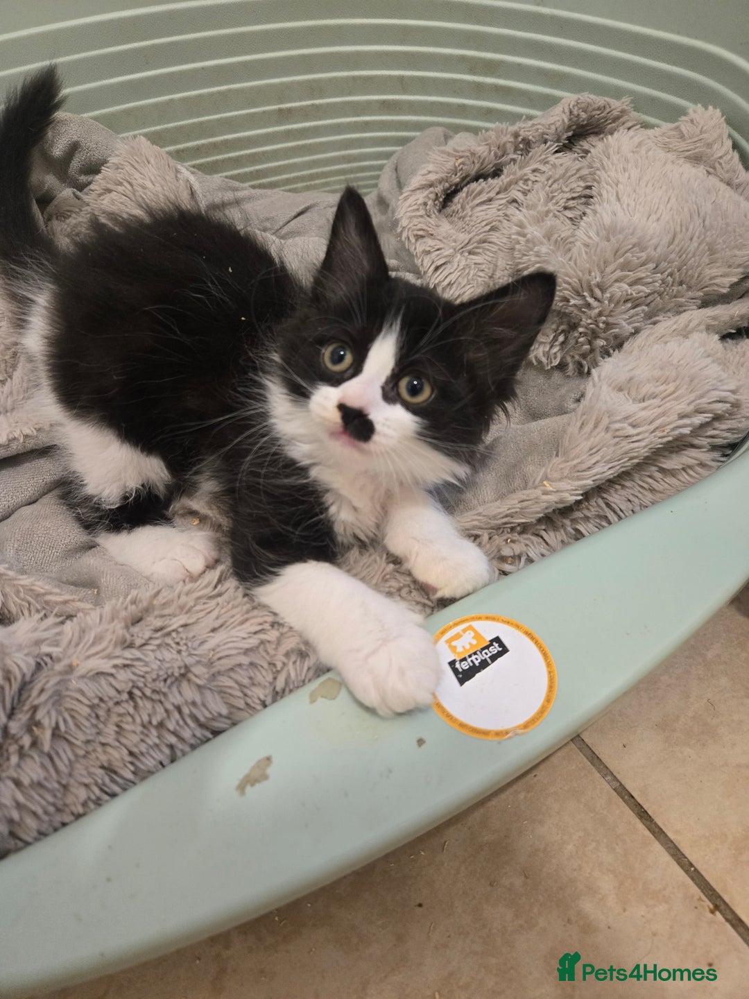 Mixed Breed cats for sale: Mixed breed male kittens  - Image 1