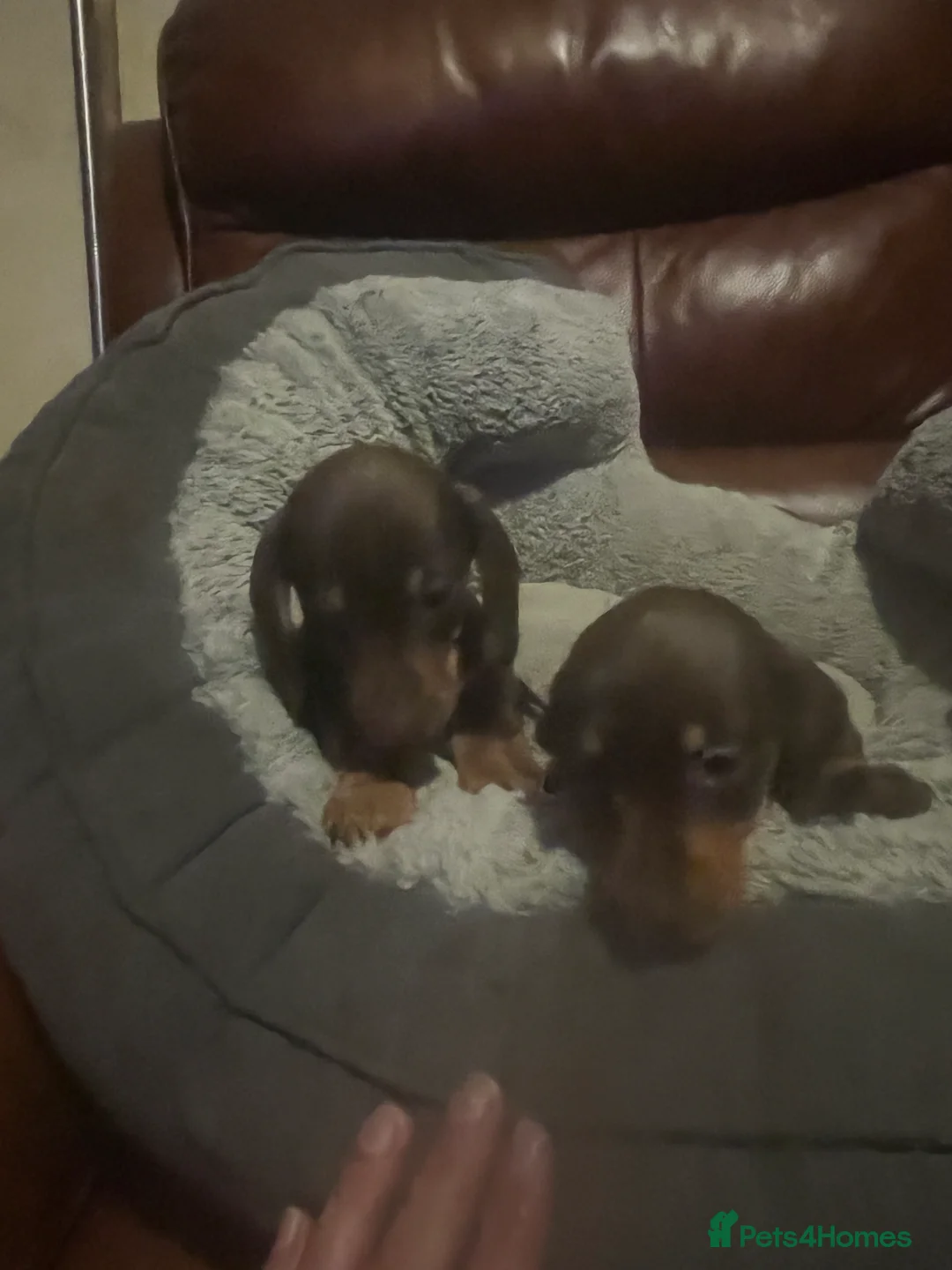 Miniature Dachshund dogs for sale: miniature dachshunds - Advert 14