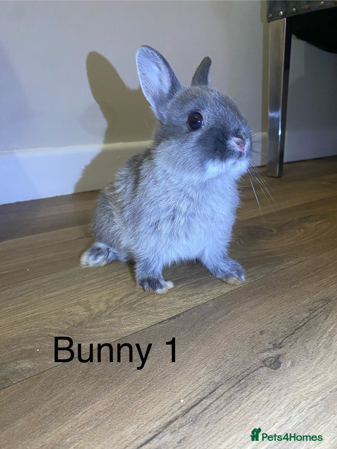 Netherland Dwarf rabbits for sale: 🐰✨Baby rabbits ready for home✨🐰 - Advert 4