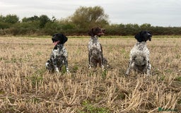 German Shorthaired Pointer dogs for stud: German shorthaired Pointer Stud - Image 3