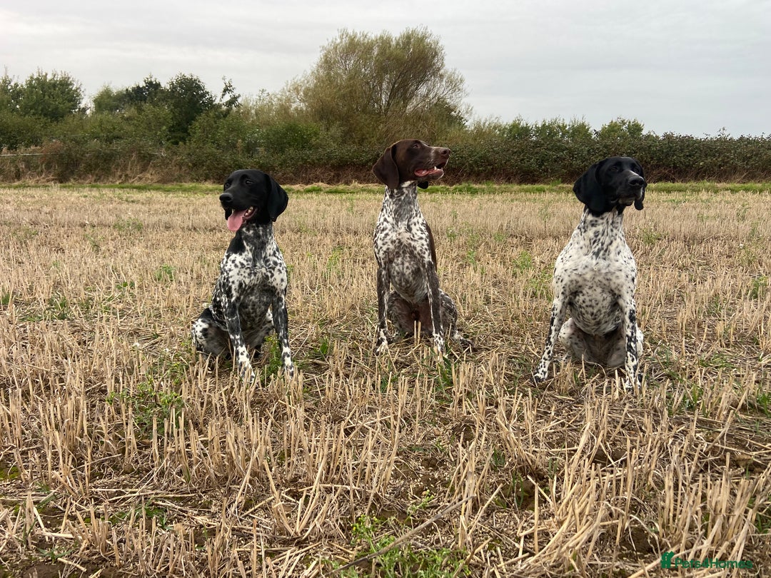 German Shorthaired Pointer dogs for stud: German shorthaired Pointer Stud - Image 3