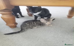Domestic Shorthair cats for sale: 2 cute male kittens  - Image 7