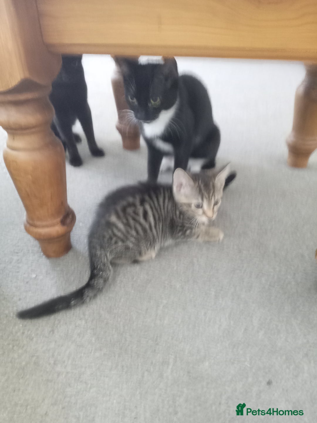 Domestic Shorthair cats for sale: 2 cute male kittens  - Image 7