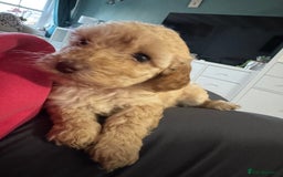 Cavapoo dogs for sale: Cavapoo puppies 1 male 1 female left - Image 7