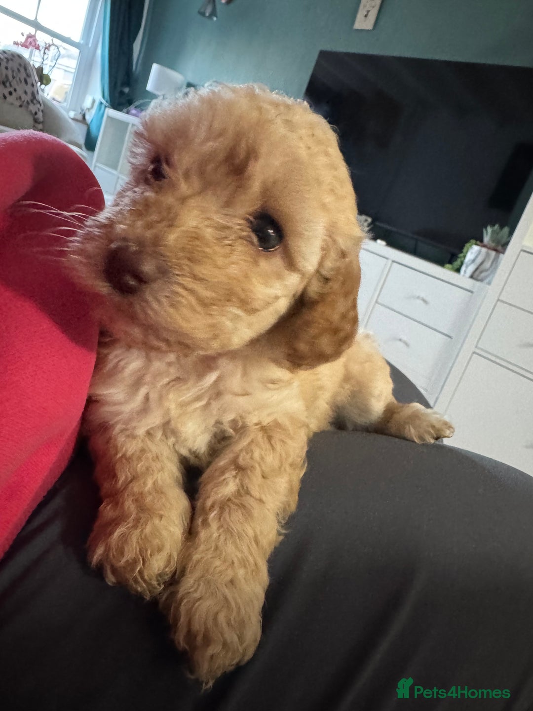 Cavapoo dogs for sale: Cavapoo puppies 1 male 1 female left - Image 7