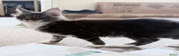 Maine Coon cats for sale: Licensed XXL Maine Coon kittens - Advert 17