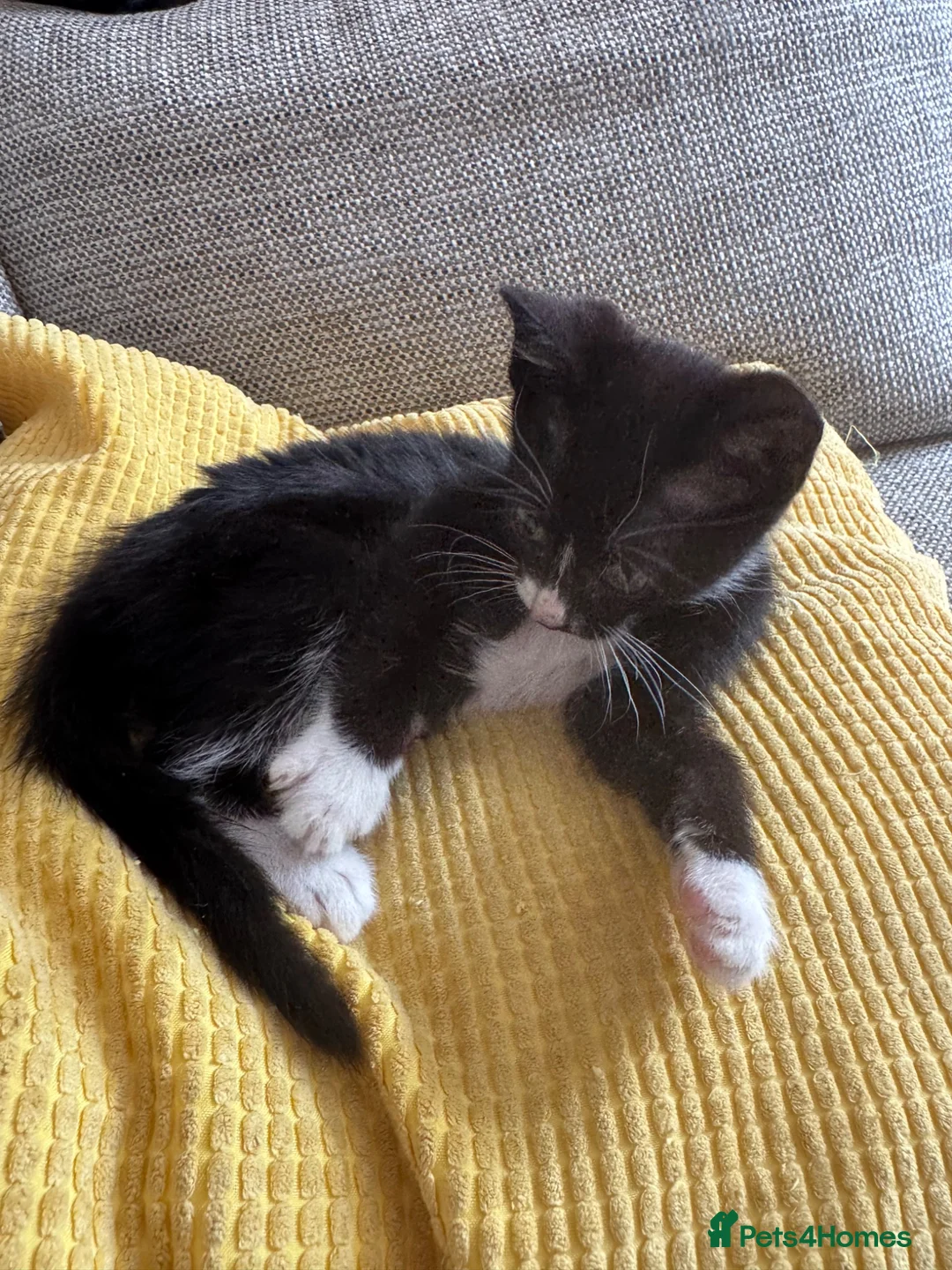 Mixed Breed cats for sale: Black and white kittens  in Burton-on-Trent - Advert 1