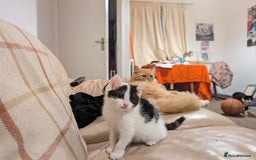 British Shorthair cats for sale: Kittens for Sale  - Image 8