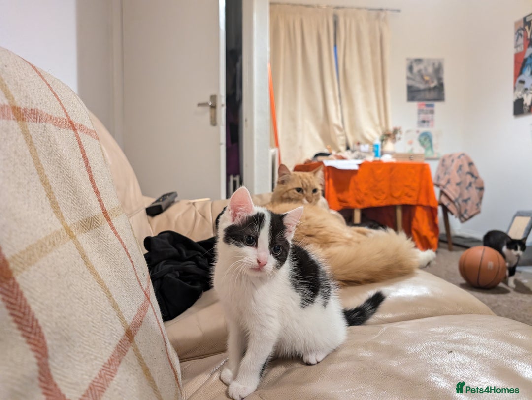British Shorthair cats for sale: Kittens for Sale  - Image 8