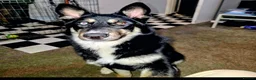 Shepsky dogs for sale: The new generation has arrived 🙌  - Advert 3