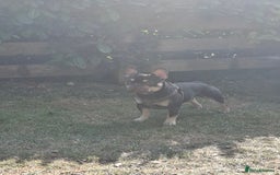 Mixed Breed dogs for sale: Miniature Poodle cross french bulldog puppies  - Image 7