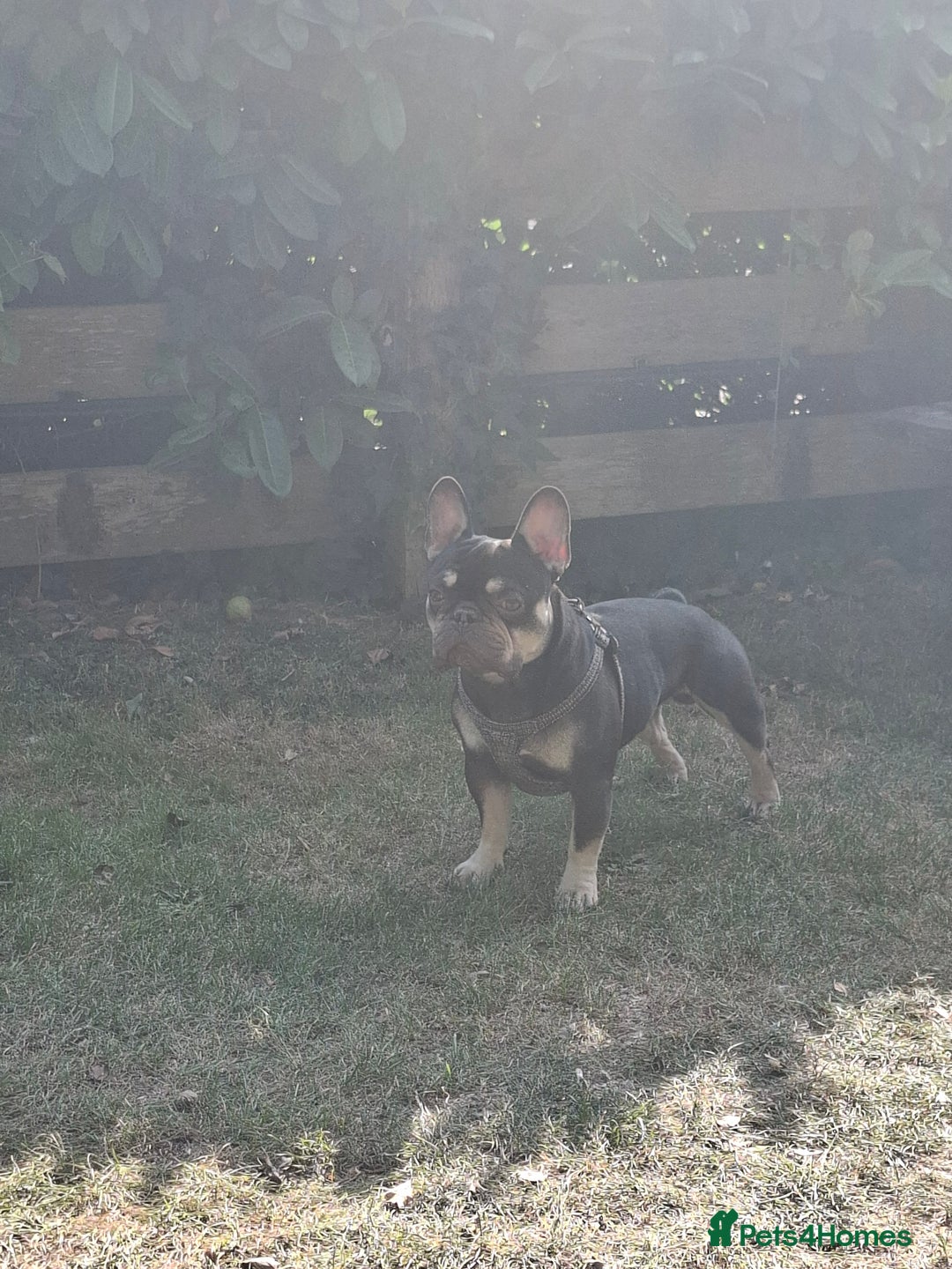 Mixed Breed dogs for sale: Miniature Poodle cross french bulldog puppies  - Image 7