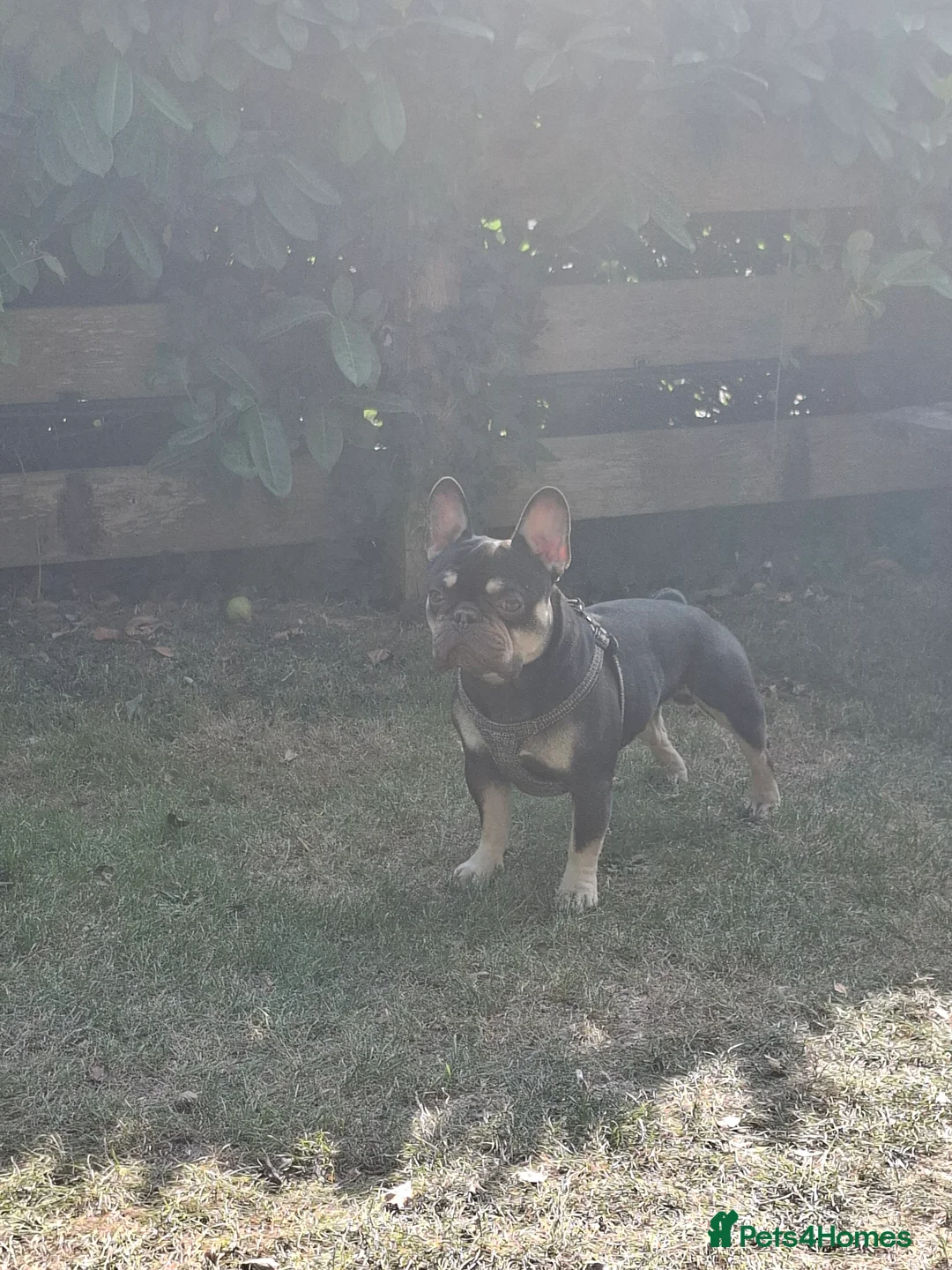 Mixed Breed dogs for sale: Miniature Poodle cross french bulldog puppies  - Advert 18