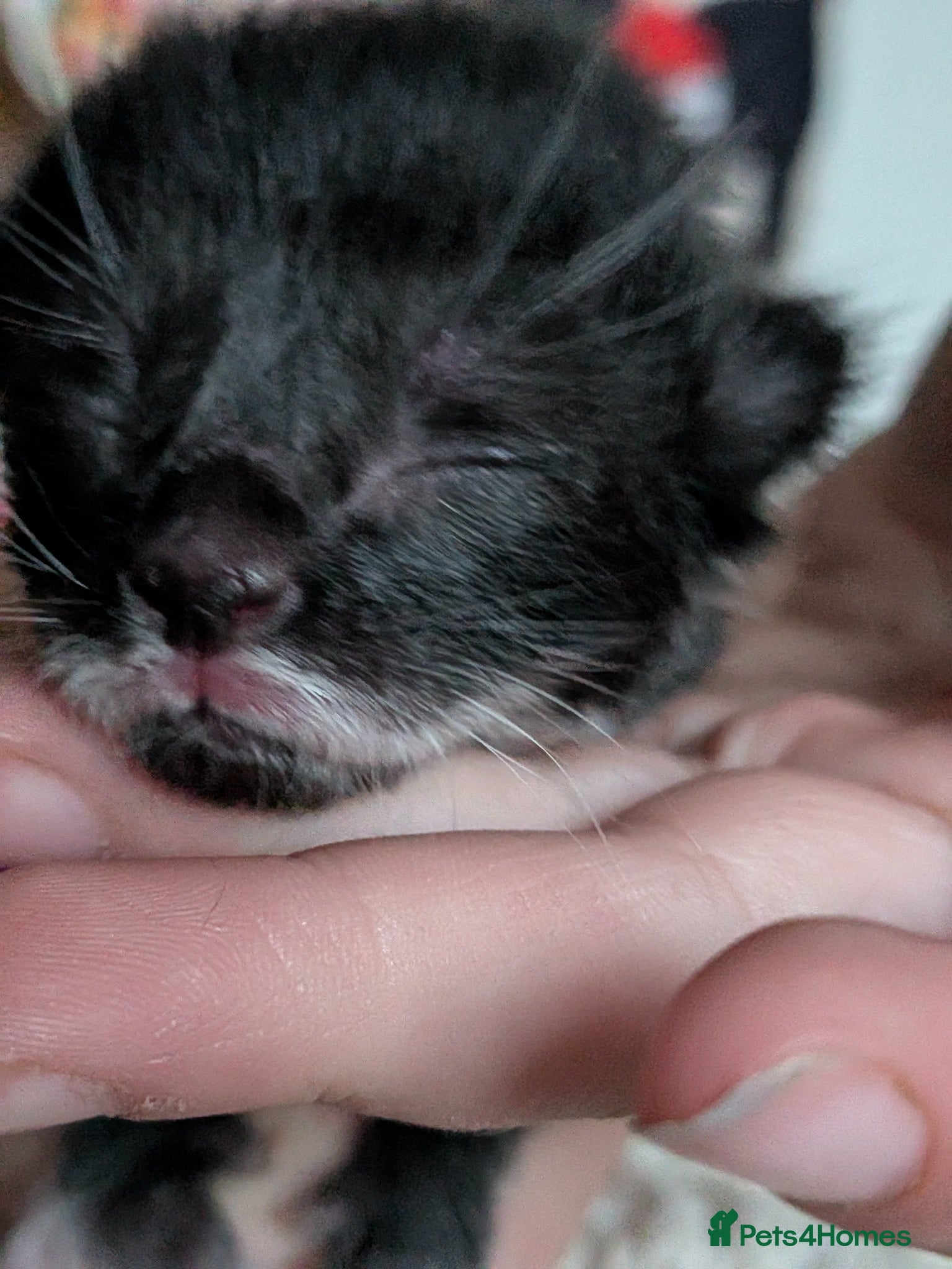 Mixed Breed cats Black Moggies with moustache  - Advert 1