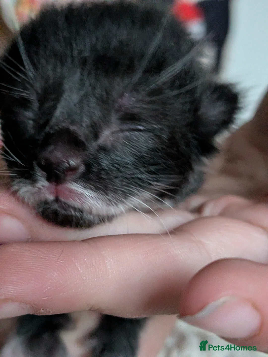 Mixed Breed cats for sale: Black Moggies with moustache  in Southampton - Advert 1
