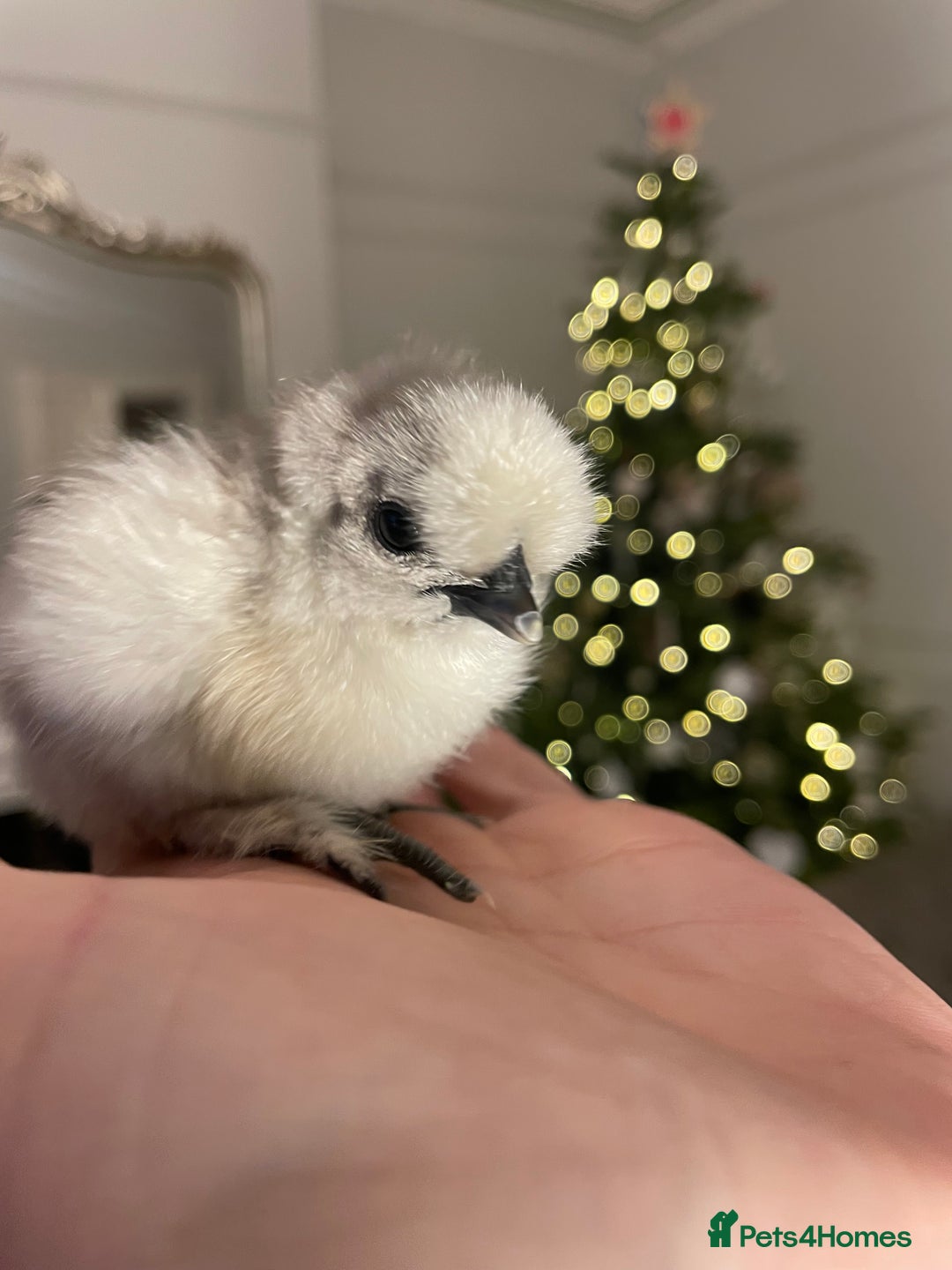 Chickens poultry for sale: ✨🤍Day Old Silkie chicks 🤍✨ - Advert 1