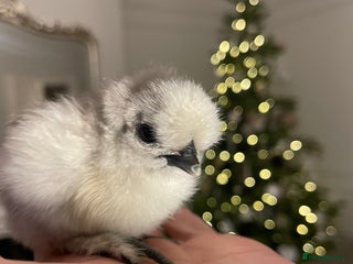 Chickens poultry ✨🤍Day Old Silkie chicks 🤍✨ - Advert 1