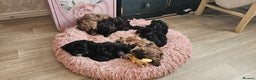 Miniature Poodle dogs for stud: Stunning Red Poodle for Stud in Motherwell - Advert 5