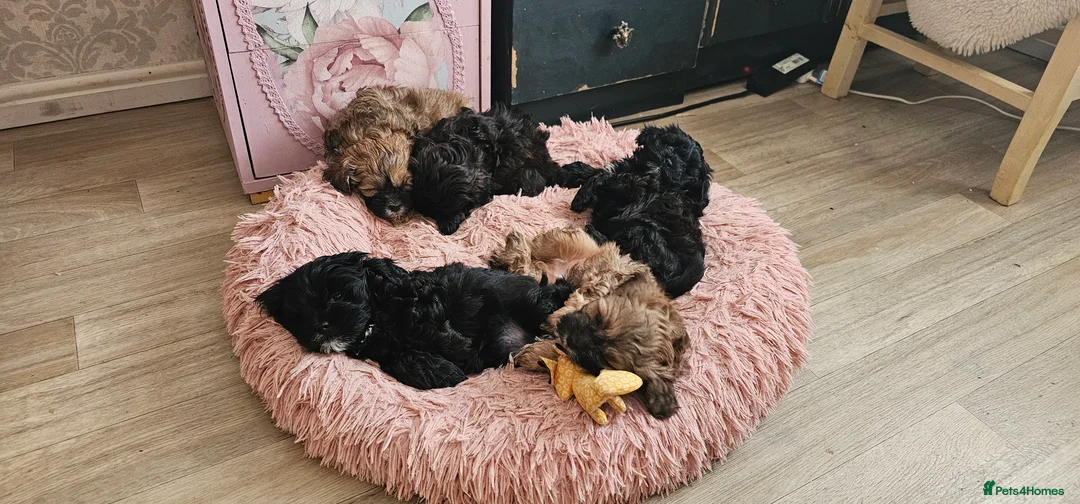 Miniature Poodle dogs for stud: Stunning Red Poodle for Stud in Motherwell - Advert 5