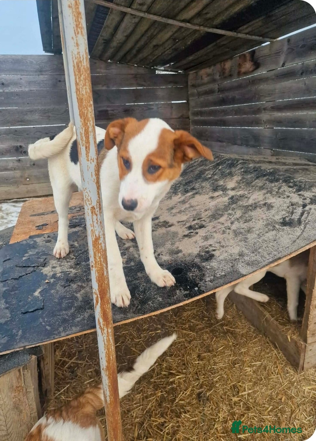 Mixed Breed dogs for adoption: MELODY ( FOSTER TO ADOPT)  - Advert 4