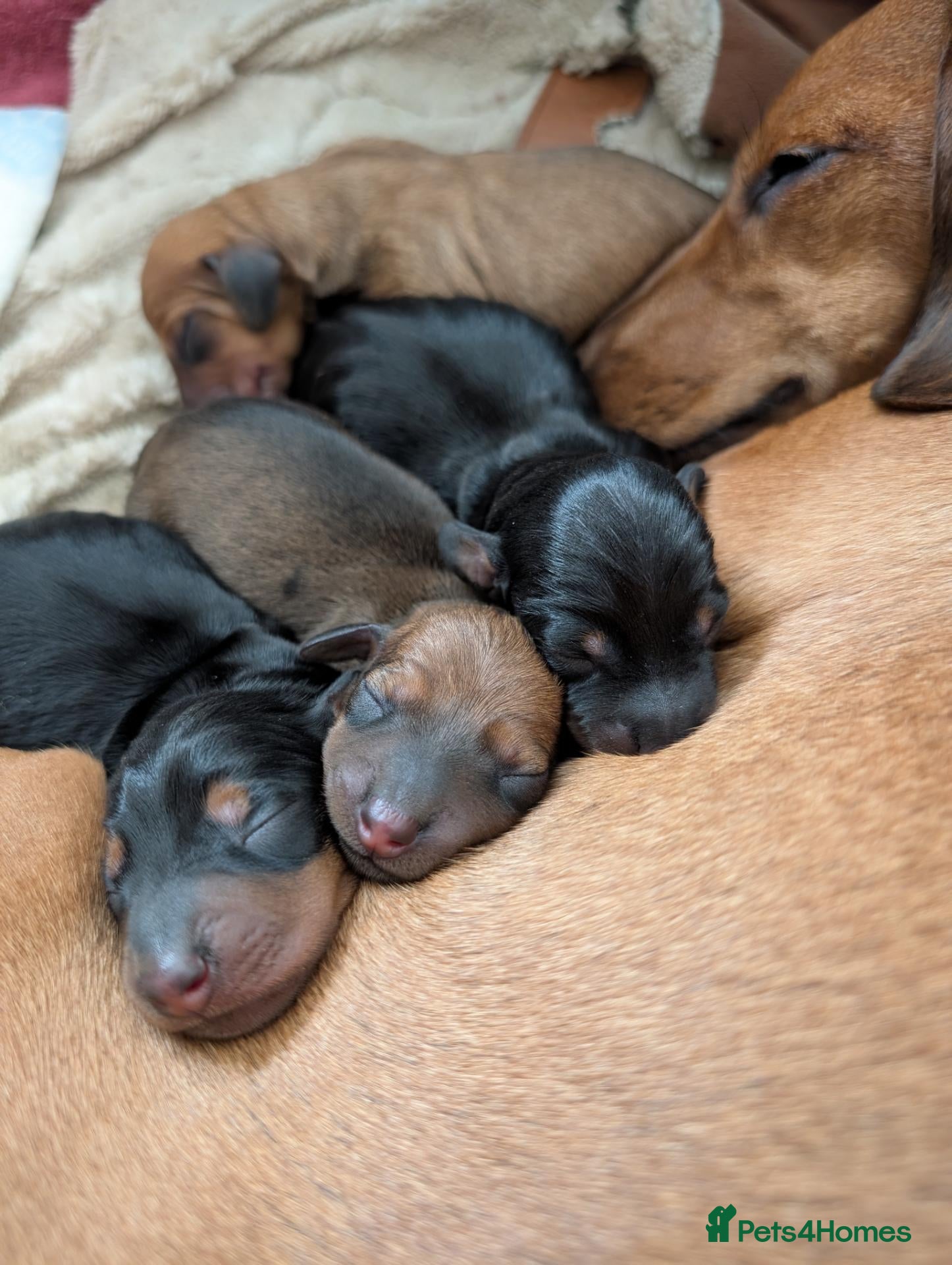 Dachshund dogs Mini dachshund puppies - Advert 4