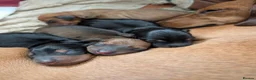 Dachshund dogs for sale: Mini dachshund puppies in Elgin - Advert 1