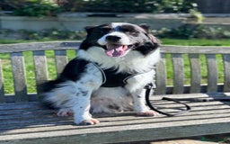 Border Collie dogs for sale: Marvin Boy—Australian Shepherd - Border Collie mix - Image 1