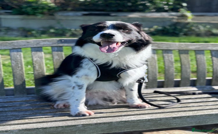 Border Collie dogs - Advert 12