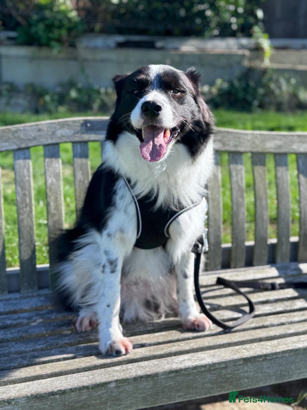 Border Collie dogs for sale: Marvin Boy—Australian Shepherd - Border Collie mix - Image 1