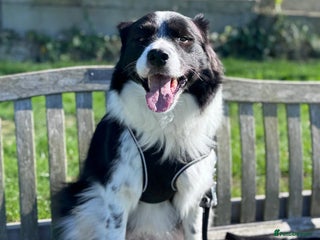 Border Collie dogs - Advert 8