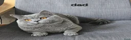 British Shorthair cats for sale: British Shorthair kitten - Advert 24