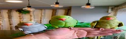 Ringnecks birds for sale: Hand Reared Baby Indian Ringneck Parrots For Sale - Advert 26