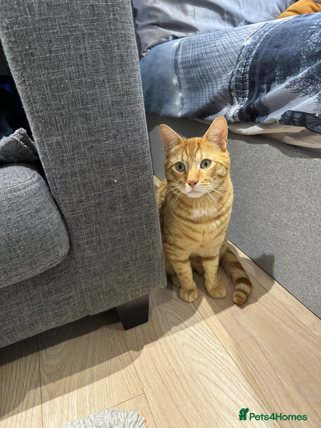 Mixed Breed cats for sale: VERY Playful 2-Year-Old, Loving Home Needed. - Advert 4