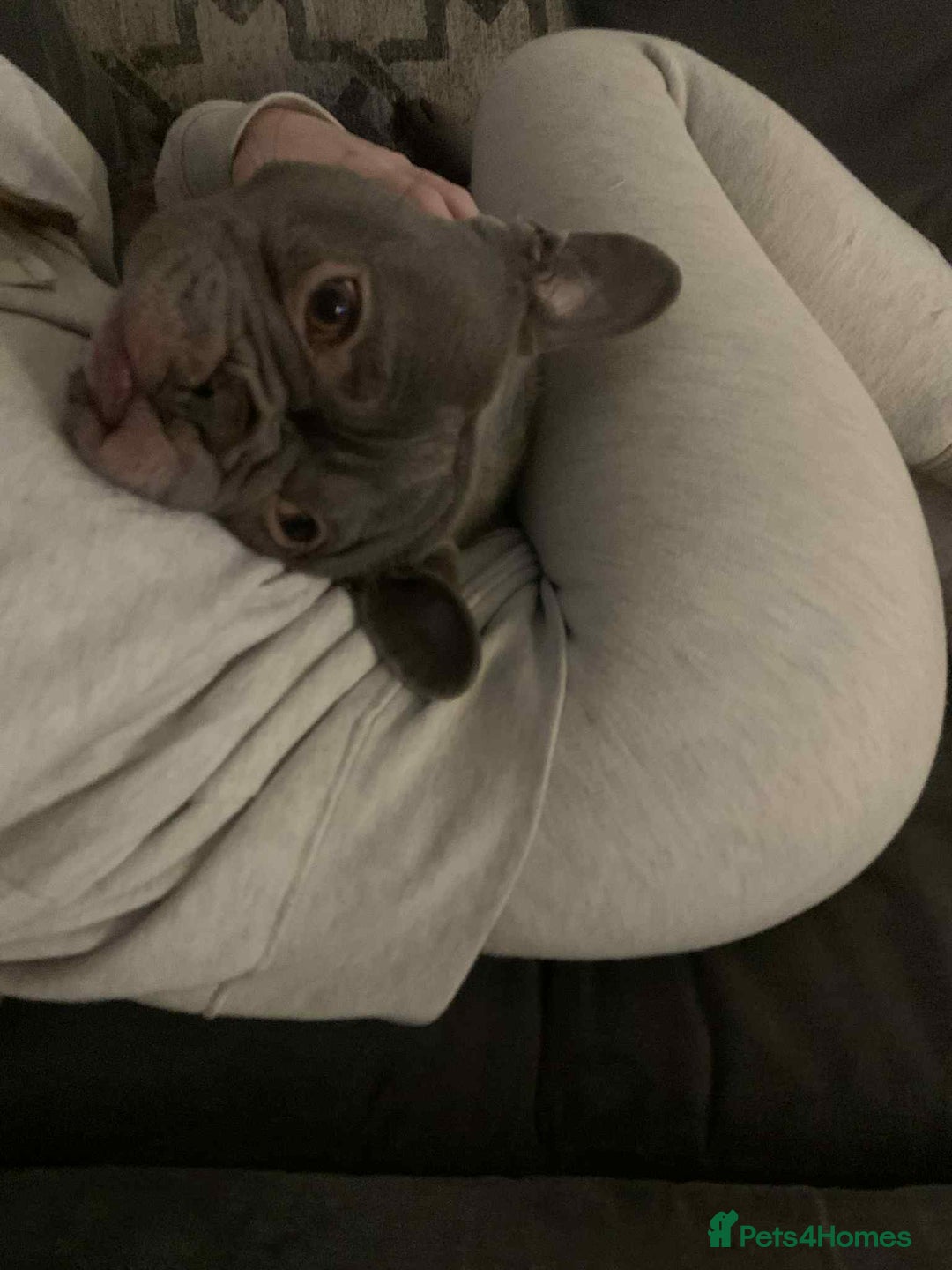 French Bulldog dogs for sale: Arnold  - Image 2